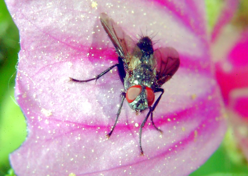 mosca